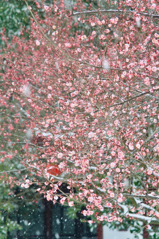 薄雪压枝，300年古梅破寒开放！武汉市迎来今年首场降雪，众多游客冒雪打卡东湖梅园