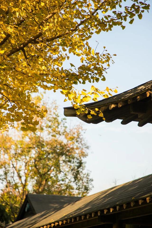 开始黄了，宋夹城“寻金季”正在上线！