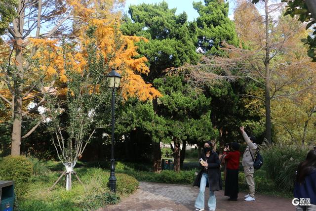 缓扫一片秋，赴青岛的五彩之约