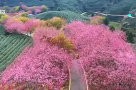 三月春暖 花开烂漫 漫卷春色在神州大地渐次铺展图片