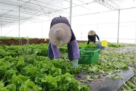 “要多少种多少”！我区探索“订单种植”新模式图片