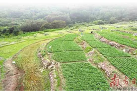 来大八山里    认领“一亩三分地”图片