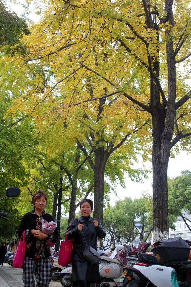 江苏苏州：街头银杏渐泛金黄 古城添别样美感