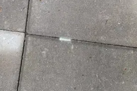 事发大连一小区，出现大量“白毛绿虫”，周围居民：太闹心了！图片