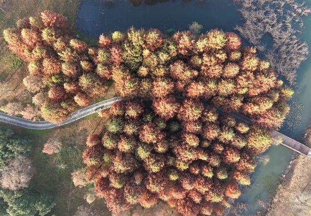 巢湖百余亩红杉林宛如斑斓油画