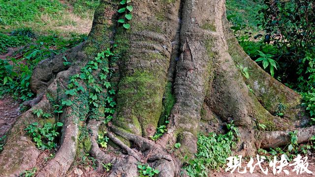 南京百年朴树“树张力”拉满，要四个人手拉手才能环抱