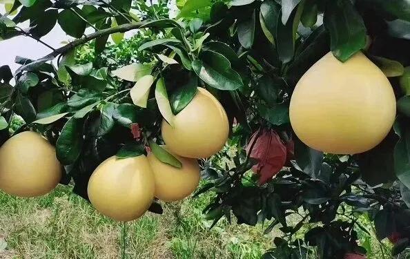 青睐绵阳 ‖ 11月8日—9日！梓潼天宝蜜柚采摘季活动来袭，竞技+亲子玩法承包你的快乐！