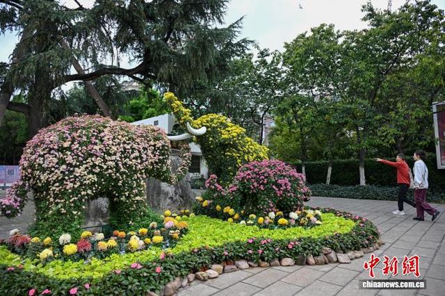 昆明动物园展出近百种菊花打造沉浸式秋日盛会