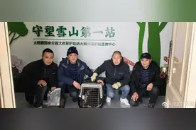 成都毛冠鹿偷跑西岭雪山看雪图片