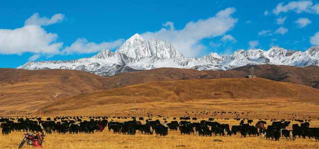 在康定看“川超”太爽了！一条龙安排的明明白白～