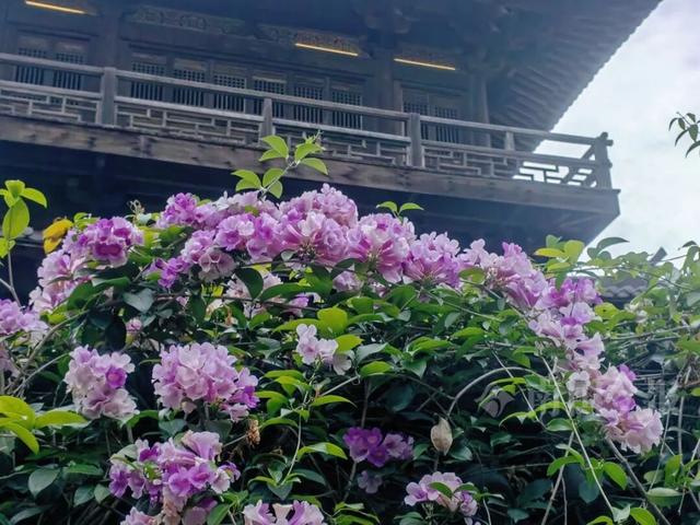上线了！柳州新增多个“紫色打卡点”，具体位置公布→