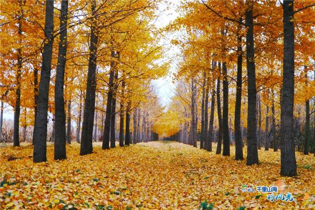 出发！抓住秋天的尾巴！威海“拾秋地图”上新啦