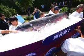 密云水库开渔，新鲜大鱼啥价钱？仨“鱼王”都拍出六位数图片