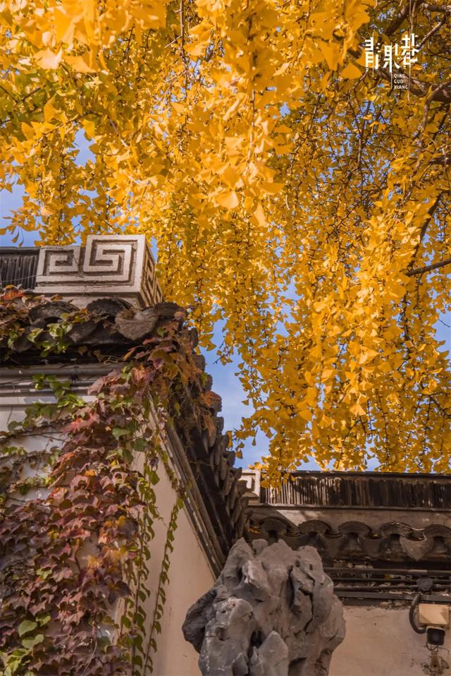 限时绝美！此刻，常州颜值巅峰