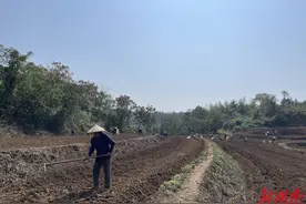 祁阳大村甸镇：荒山旱土种药材 增收致富有“良方”图片