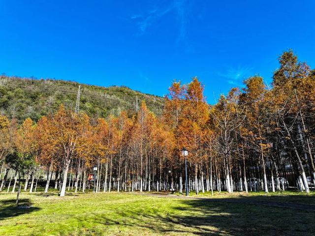 保康：冬日水杉着“红装”