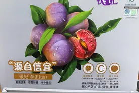 有“酸”也有“甜”，“中国李乡”信宜钱排三华李产销季落幕图片