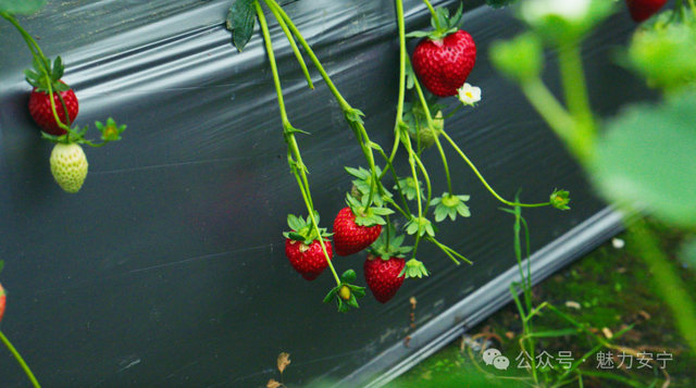 熟了熟了！周末走起！昆明采摘地图“上新”，速来eat→