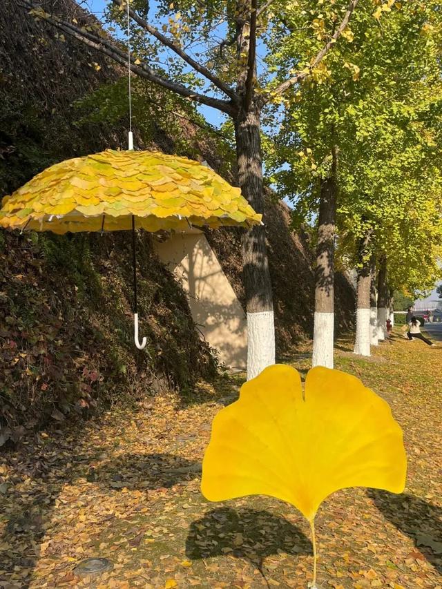 全网刷屏的“银杏伞”，南京也有！