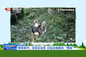 四川新闻联播丨绵阳安州：全家总动员 川金丝猴集体“晒娃”图片