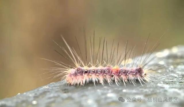 欢迎来到疯狂动物城·罗湖分城