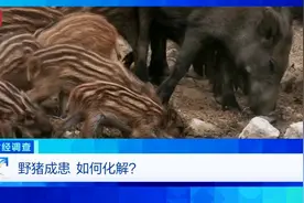 160斤野猪“狂飙”，毁物伤人！多地频现野猪进城致害事件！《财经调查》直击→图片