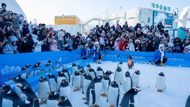 极地狂欢喜迎元旦！来哈尔滨极地公园一“企”贺新年！