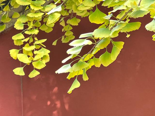 泰山壶天阁银杏披“金衣” 秋日美景引客来