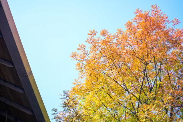 一棵树上看尽四季！临安博物馆彩虹树进入最佳观赏期，杭城“限定浪漫”陆续上线