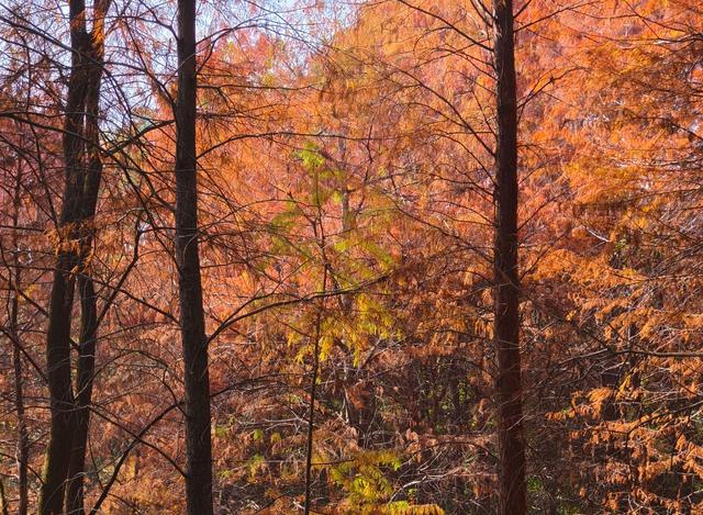 进入观赏期！广州的落羽杉，红了