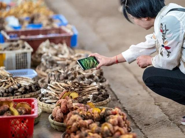 拥抱一段“夏凉菌香”的美好旅程