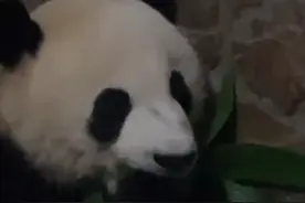 大熊猫“轮辉”消失一周？熊猫基地报平安 因眼睛异常已进行手术治疗图片