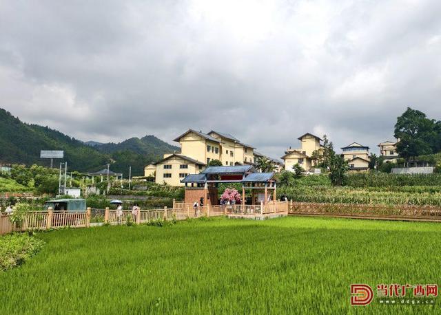 探访那坡尼的呀田园 看交通助力民族文化地绽放