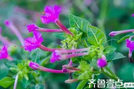 胭脂花有一个浪漫的传说图片