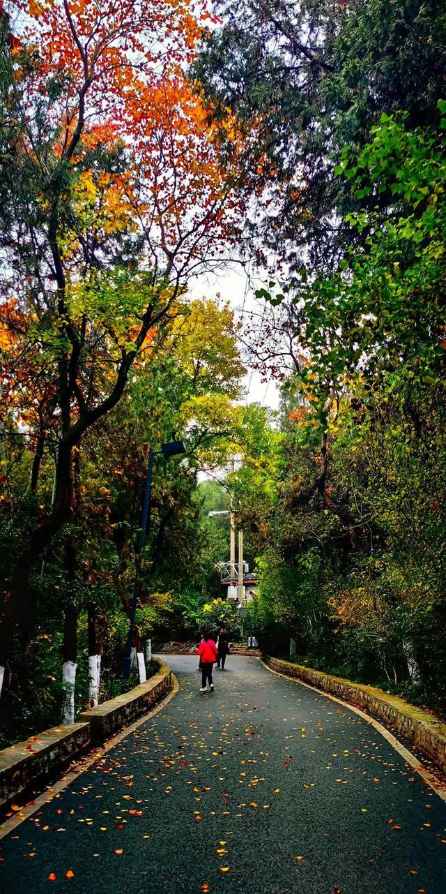 佳文悦览 | 变单一林相为多彩画卷 生态修复促进云龙湖景观品质提升