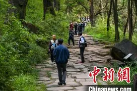 四川广元古蜀道翠云廊千年古柏景色如画图片