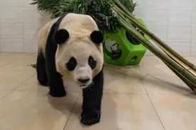 静养百余天，大熊猫“福宝”今天将对外展出图片