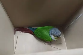 市民求助：“有鸟敲窗五六小时！” 民警上门发现……图片