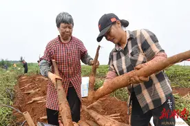 淮山丰收图片