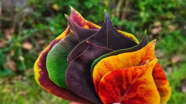 周末，去“捡秋”！