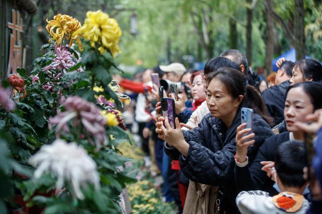 千株万朵菊花开，深秋又有春意来