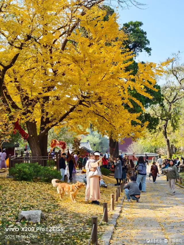 游人争相打卡灵岩寺