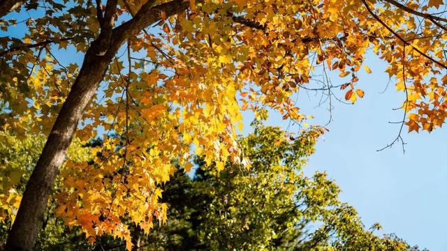 别再问了！洛阳秋色天花板，就藏在这里→