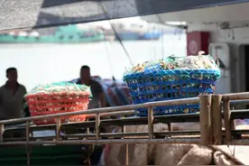 第一波海鲜，上岸！图片