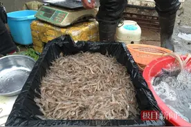 30元一斤、近百元一盘，“咪咪小”的河虾为何贵过基围虾、小龙虾？图片