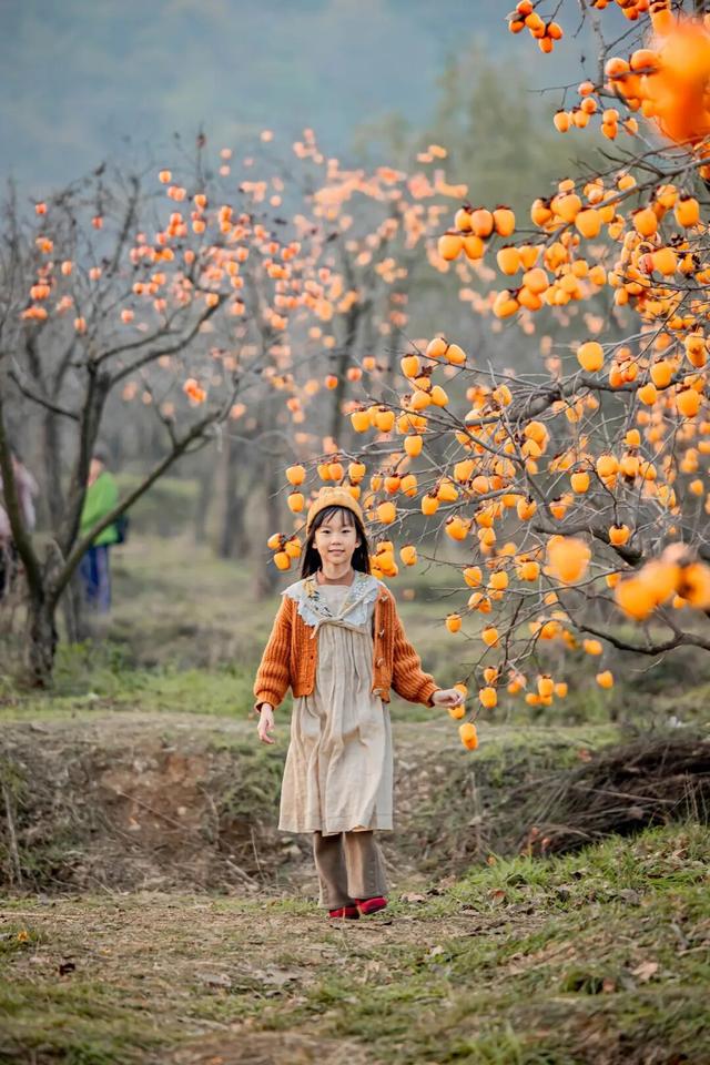 柿子红了！日照这片“柿”情画意，超出片！