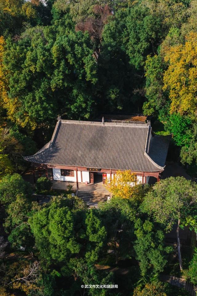 武汉为百年古树建公园，免费开放！