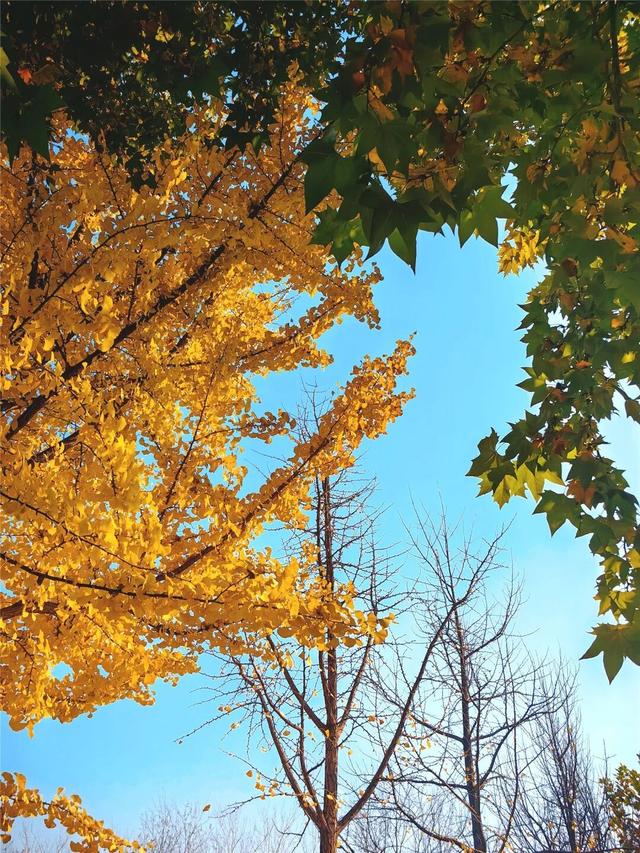 一键Get√氛围感！来这里，将海淀的秋收在镜头中——