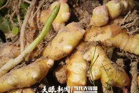 剑河：传承百年姜产业造就“甜”与“辣”的碰撞图片