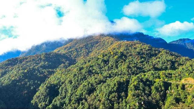 今日实拍‼️瓦屋山秋日彩林美疯啦~